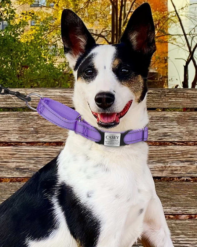 Dog wearing a purple collar with a customized stainless steel engraved nameplate, sitting on a bench.