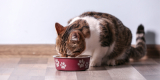 Top 5 Cat Foods for Indoor and Outdoor Cats