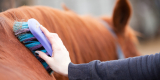 Top 5 Best Horse Grooming Kits for Every Horse Owner