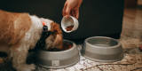 Top 5 Best Dog Foods for Every Breed in 2026