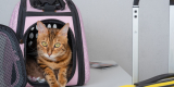 Top 5 Best Pet Travel Carriers for Dogs and Cats