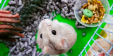 Top 5 Best Hamster Cages & Habitats for Comfort and Safety