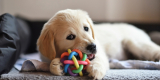 Top 5 Fetch Toys for Active Dogs