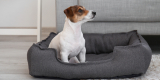 Top 5 Cozy Dog Beds for Small and Medium Breeds