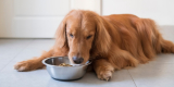 What Are the 5 Best Dog Treats for Training?