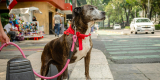 Top 5 Dog Collars for Safety and Style